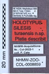 Etikette zu Silesis turaensis (NHMW-ZOO-COL-0008859)